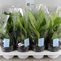 Аглаонема микс d12 h20 4шт