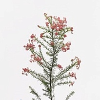 Озотамнус Cooks Tall Pink 5шт