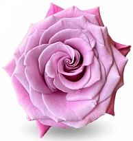 Роза Rosas Del Cotopaxi Babaloo дл.60 25шт