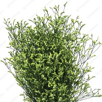 Лимониум China Yellow 5шт