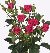 Роза Pink Yo-Yo кустовая (Ц) дл.70 10 шт