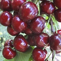 Черешня Тютчевка 2-х лет/клоновый подвой/С 1шт