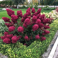 Гортензия (Hydrangea) мет.Фрамбозин (Самарская Лидия) 3,6л h40-50 1шт