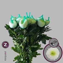 Хризантема одноголовая Magnum Zentoo 10шт