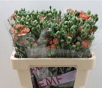 Гвоздика Кустовая Miss Indie 10шт