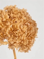 Гортензия стабилизированная 1шт персик-пастель