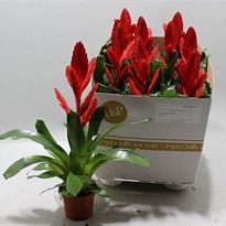 Вриезия Твинкл d10 h30 9шт