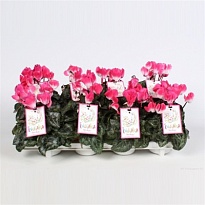 Цикламен Индиака d10 h25 8шт