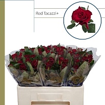 Роза Red Tacazzi дл.70 10шт
