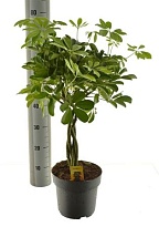 Шеффлера Компакта твист стем d21 h90 1шт