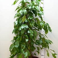 Фикус Экзотика d27 h150 1шт