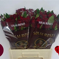 Роза Ever Red дл.60 10шт