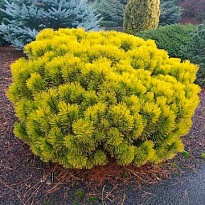 Сосна (Pinus) горная Карстенс Винтер Голд 5л h20-30 1шт