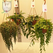 Плант микс ханг d15 h20 6шт