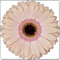 Гербера Alliance 50 шт