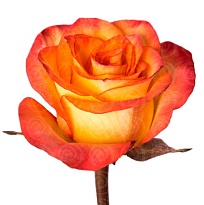 Роза Esperanza Rosas High Magic дл.70 25шт