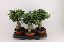 Фикус Микрокарпа Гинсенг d15 h35 4шт