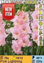 Гладиолус Пинк Лайтнинг гофр.12/14 175шт*