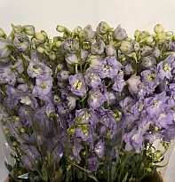 Дельфиниум Century Lavender 10шт
