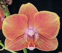 Орхидея Фален. Тина 3ст d12 h50-60 10шт