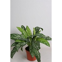 Аглаонема Грин Леди d17 h50 6шт