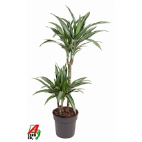 Драцена Улисес 2Д d19 h90 1шт