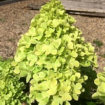 Гортензия мет. Мохито/Цв.Кор