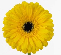 Гербера (Ц) aqua Brilliance 10шт