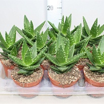 Алоэ Перфолиата d10 h20 12шт