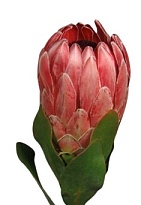 Протея Cardinal дл.40 1шт