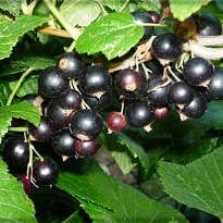 Смородина Мила (ОКС) 1шт