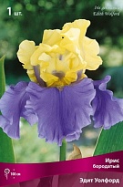 Ирис бородатый Эдит Уолфорд 1шт