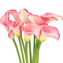 Калла Blushing Lady 10шт