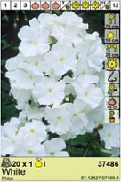 Флокс Белый 1шт*