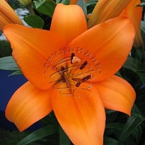 Лилия Honesty 3+ 10шт