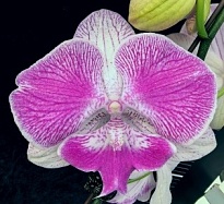 Орхидея Фален. Монро 1ст d12 h80-90 10шт