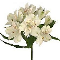 Альстромерия E.q.r. Ecuatoroses White Net дл.80 10шт