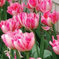 Тюльпан Do Foxtrot 50шт