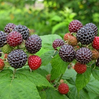 Малина Кумберленд черноплодная/Цв.Кор