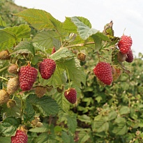 Малина Самохвал ремонт./Цв.Кор