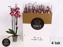 Орхидея Фален. Реймс 4 ст d12 h75 12шт