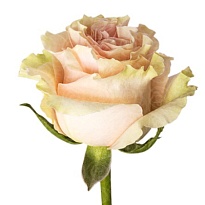Роза Flor Hermosa Pink Mondial дл.60 25шт