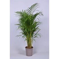 Арека d24 h100 1шт