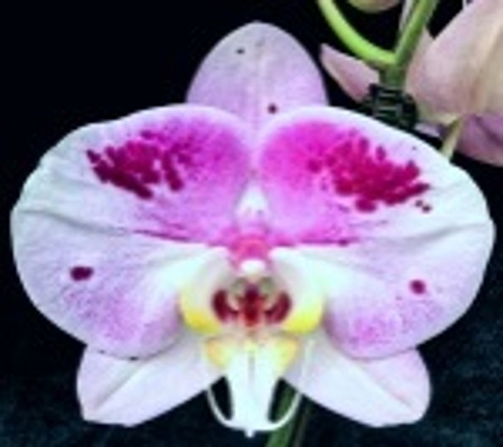 Орхидея Фален. Гарфилд 1ст d12 h50 10шт