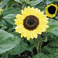 Подсолнух Sunrich Limoncello 5шт