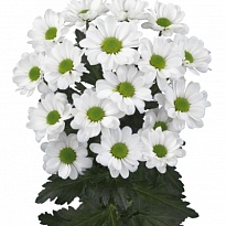 Хризантема сантини Bowie 25шт