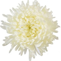 Хризантема одноголовая Florisol Magnum дл.70 5шт
