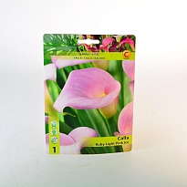 Калла Руби Лайт Пинк Айс 12/14 1шт*