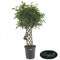 Фикус Экзотика Matteklopper (решетка) d45 h180 1шт