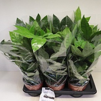 Фатсия d17 h80 6шт